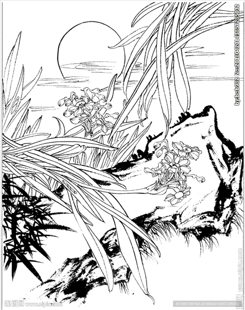 水仙花线描 水仙花白描 水仙花