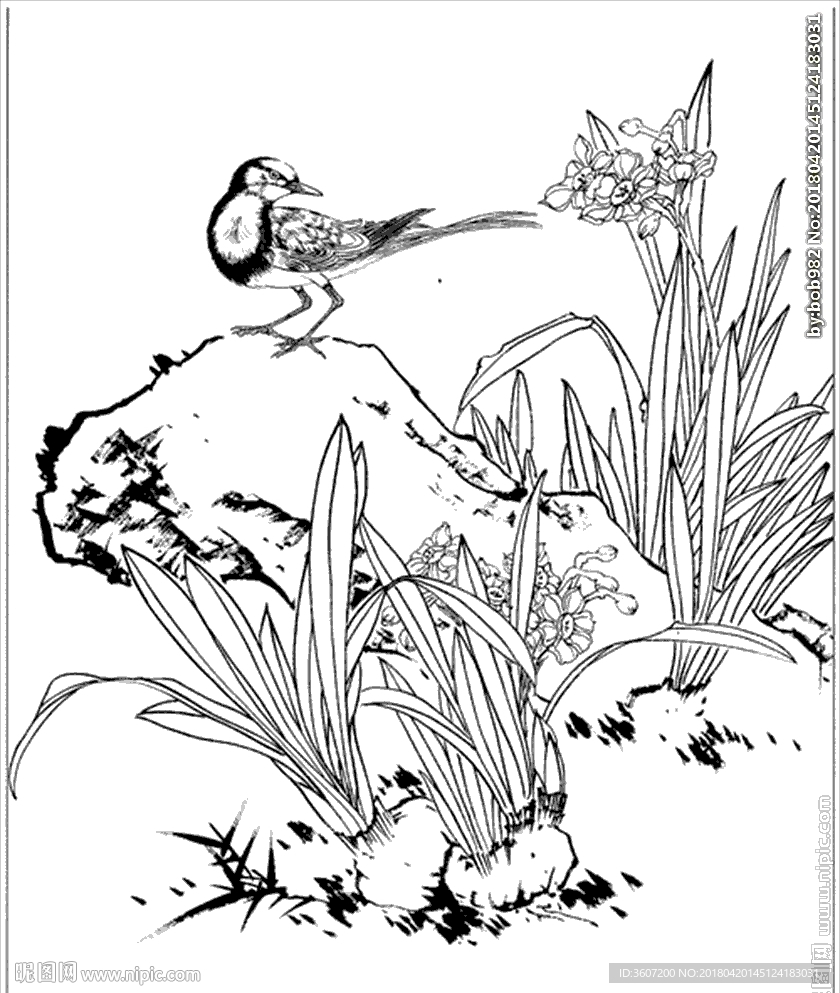 水仙花线描 水仙花白描 水仙花