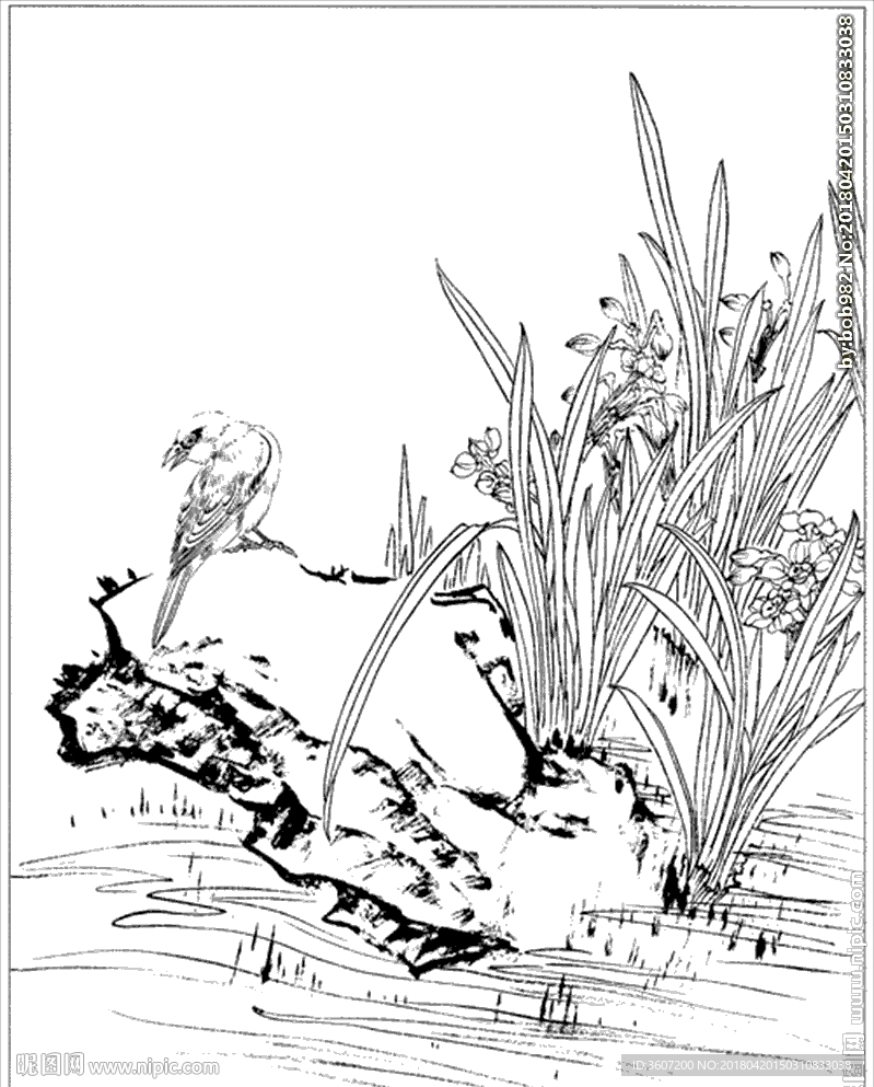 水仙花线描 水仙花白描 水仙花