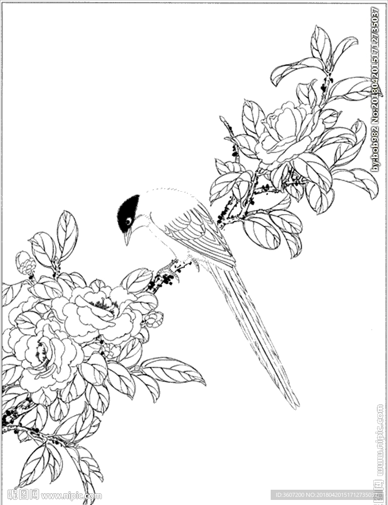茶花线描 茶花白描 茶花素描