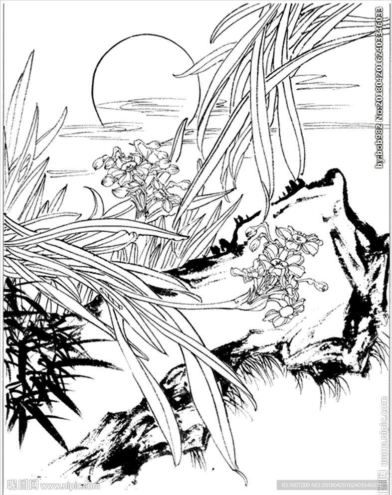 水仙花线描 水仙花白描 水仙花