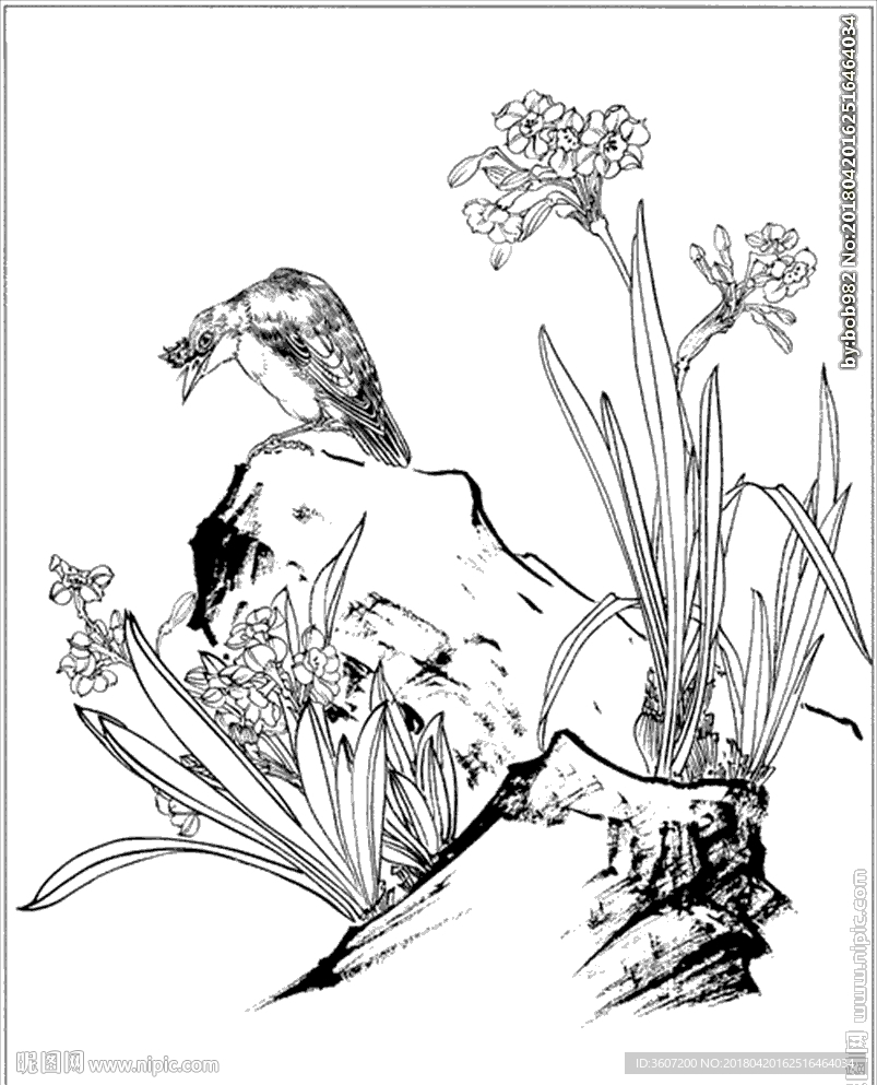 水仙花线描 水仙花白描 水仙花