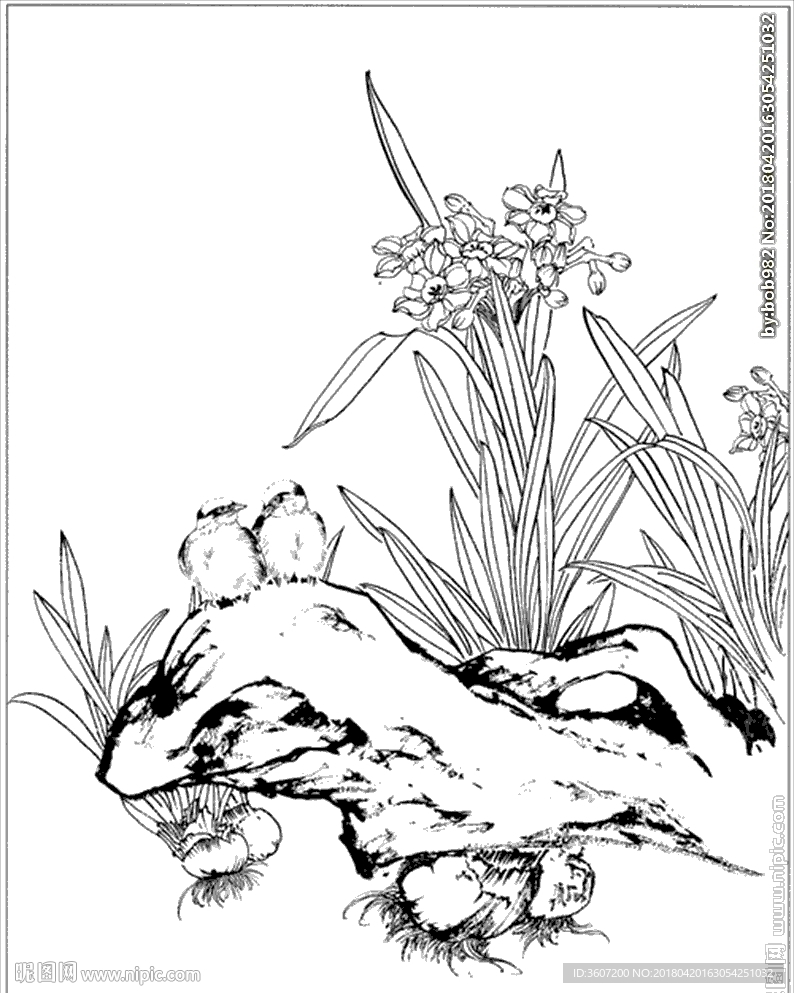 水仙花线描 水仙花白描 水仙花