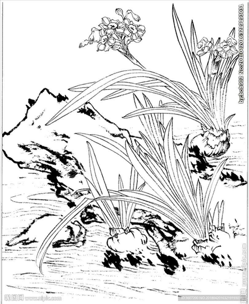 水仙花线描 水仙花白描 水仙花