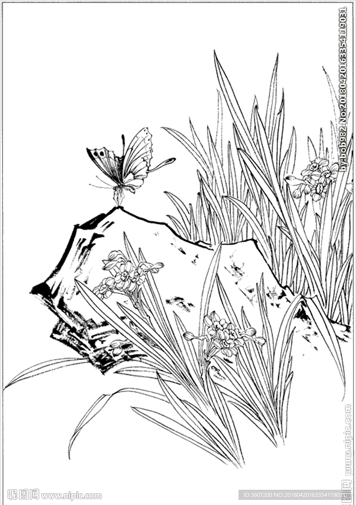 水仙花线描 水仙花白描 水仙花