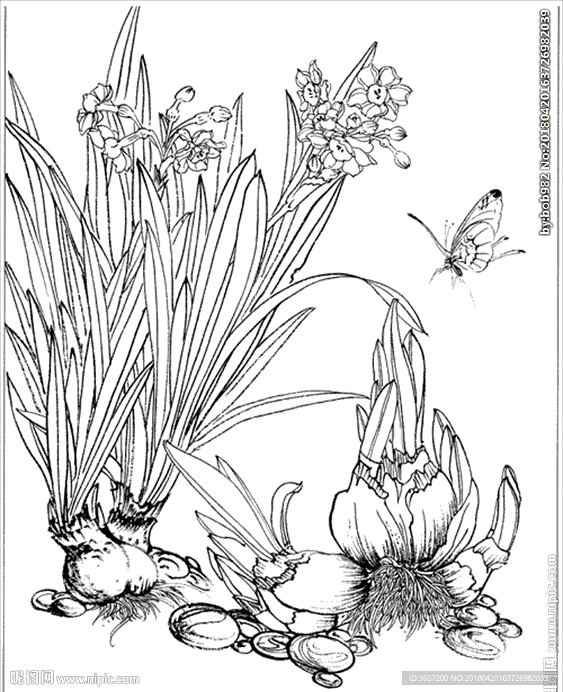 水仙花线描 水仙花白描 水仙花