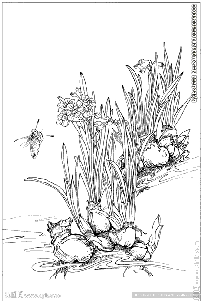 水仙花线描 水仙花白描 水仙花