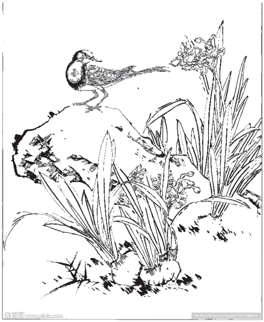 水仙花线描 水仙花白描 水仙花