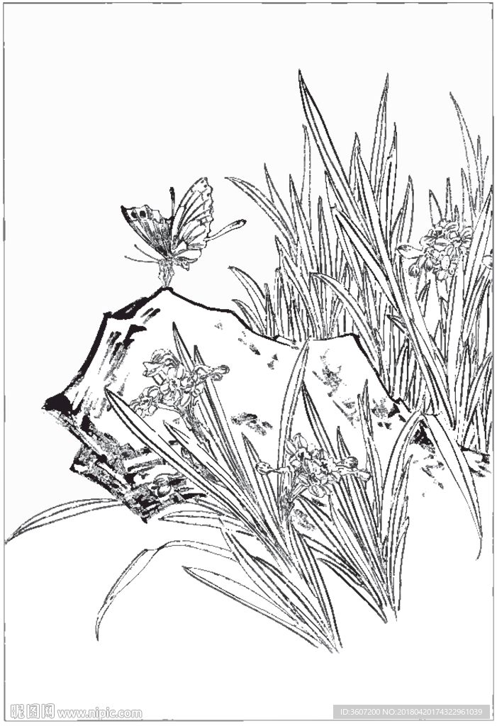 水仙花线描 水仙花白描 水仙花