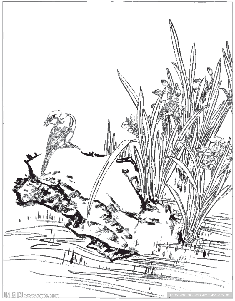 水仙花线描 水仙花白描 水仙花