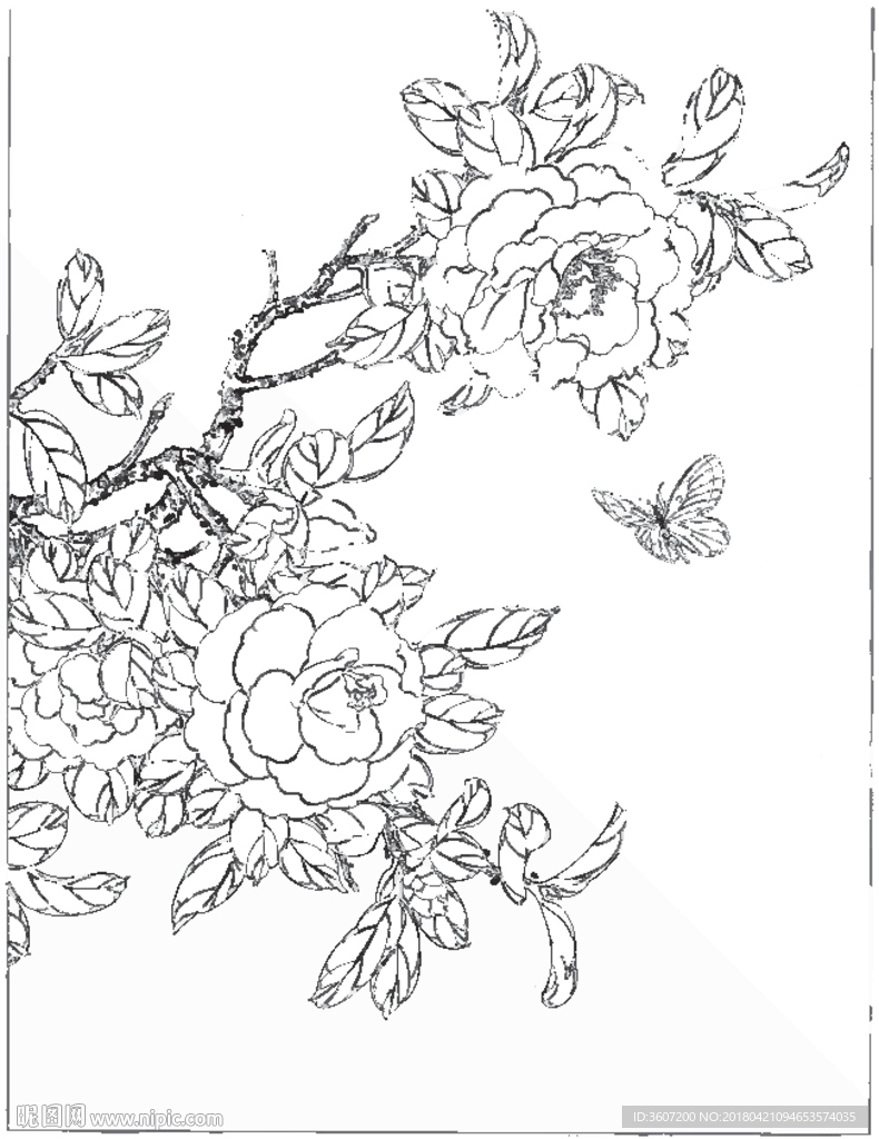 茶花线描 茶花白描 茶花素描