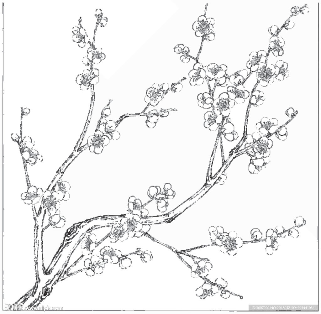 梅花线描 梅花白描 梅花素描
