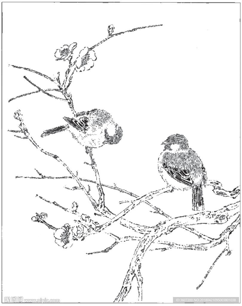 梅花线描 梅花白描 梅花素描