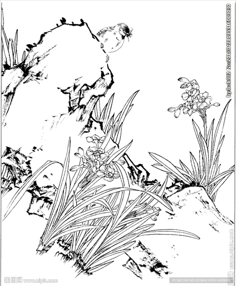 水仙花线描 水仙花白描 水仙花