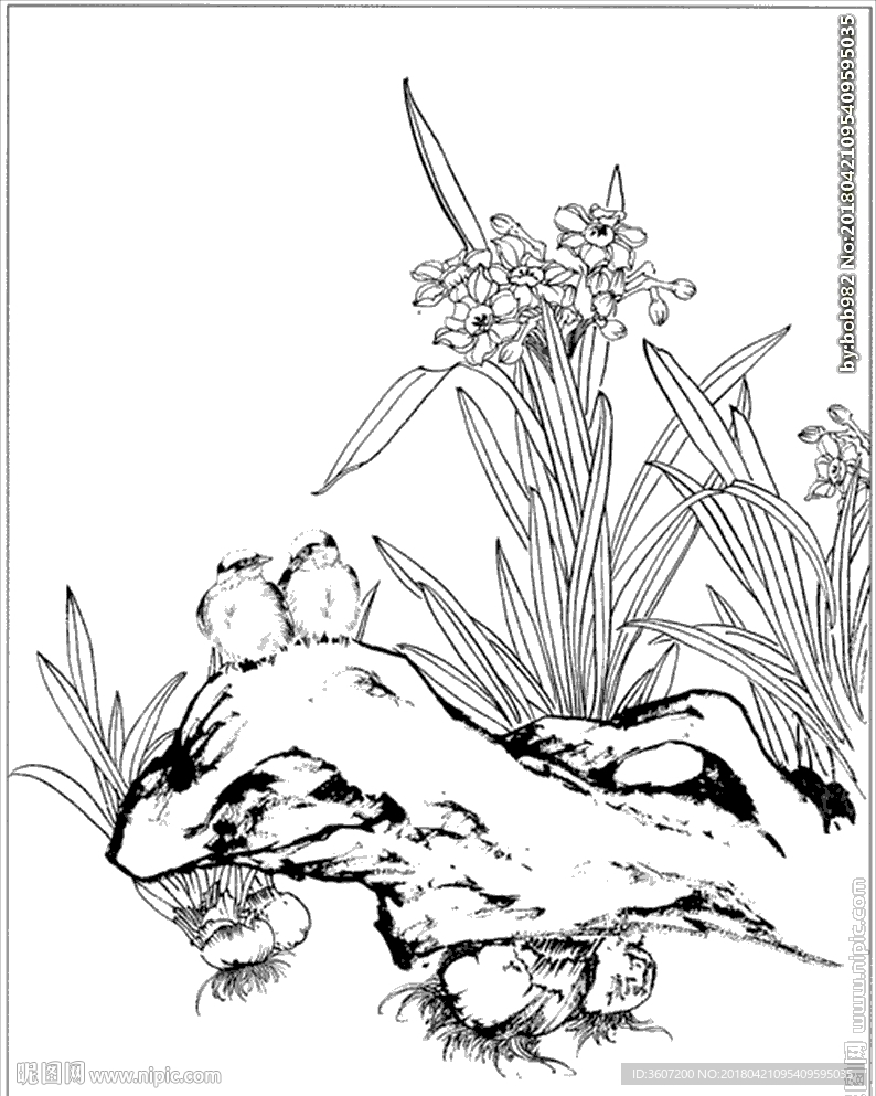 水仙花线描 水仙花白描 水仙花