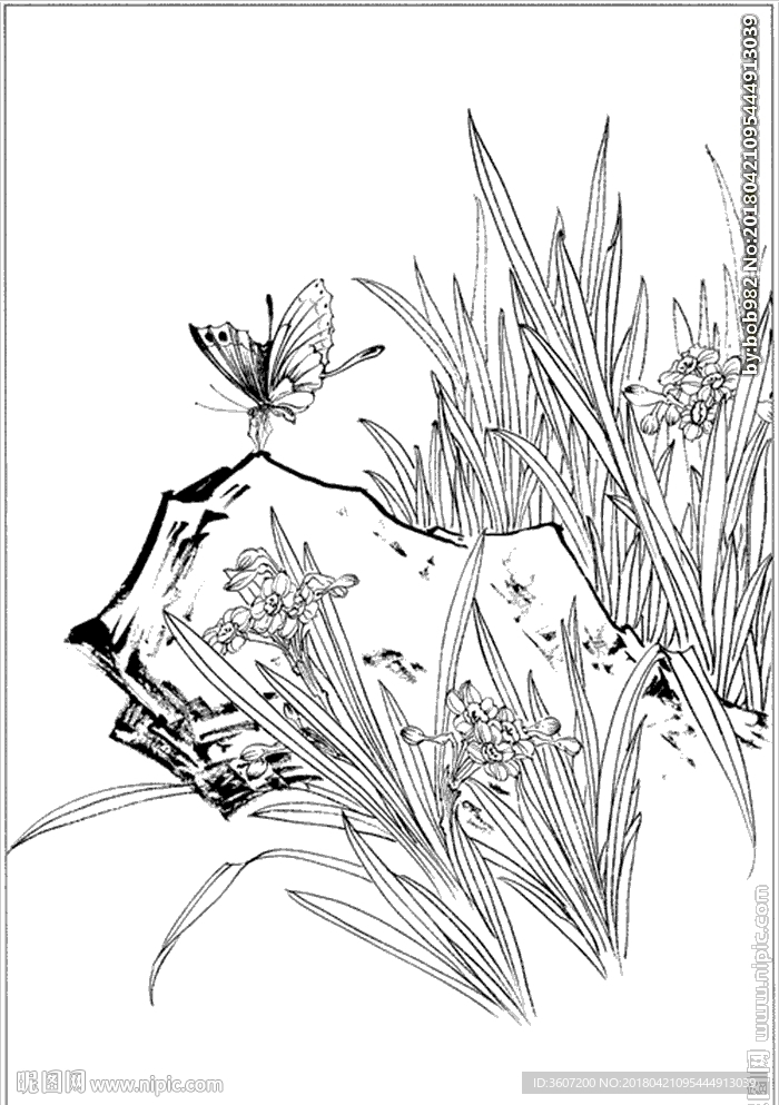 水仙花线描 水仙花白描 水仙花