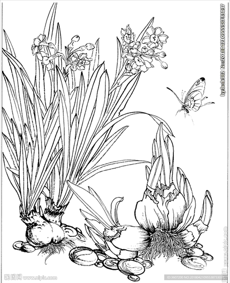水仙花线描 水仙花白描 水仙花