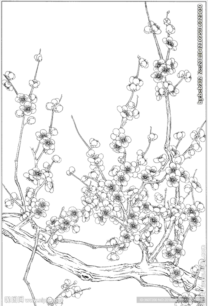 梅花线描 梅花白描 梅花素描