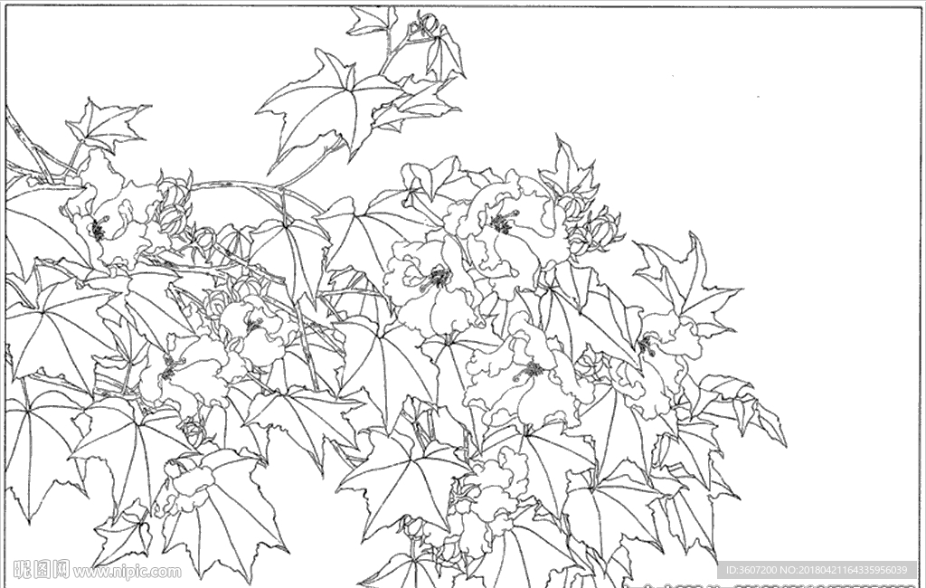 芙蓉花线描 芙蓉花白描 芙蓉花