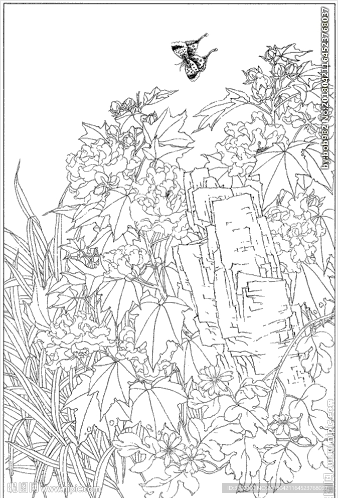 芙蓉花线描 芙蓉花白描 芙蓉花