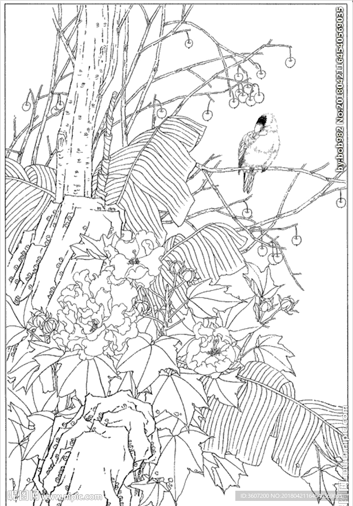 芙蓉花线描 芙蓉花白描 芙蓉花