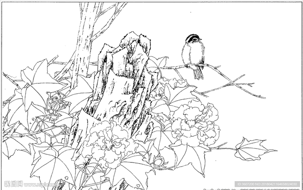 芙蓉花线描 芙蓉花白描 芙蓉花