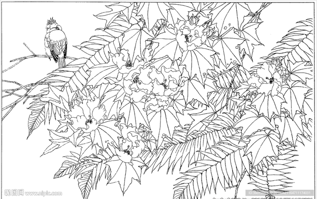 芙蓉花线描 芙蓉花白描 芙蓉花