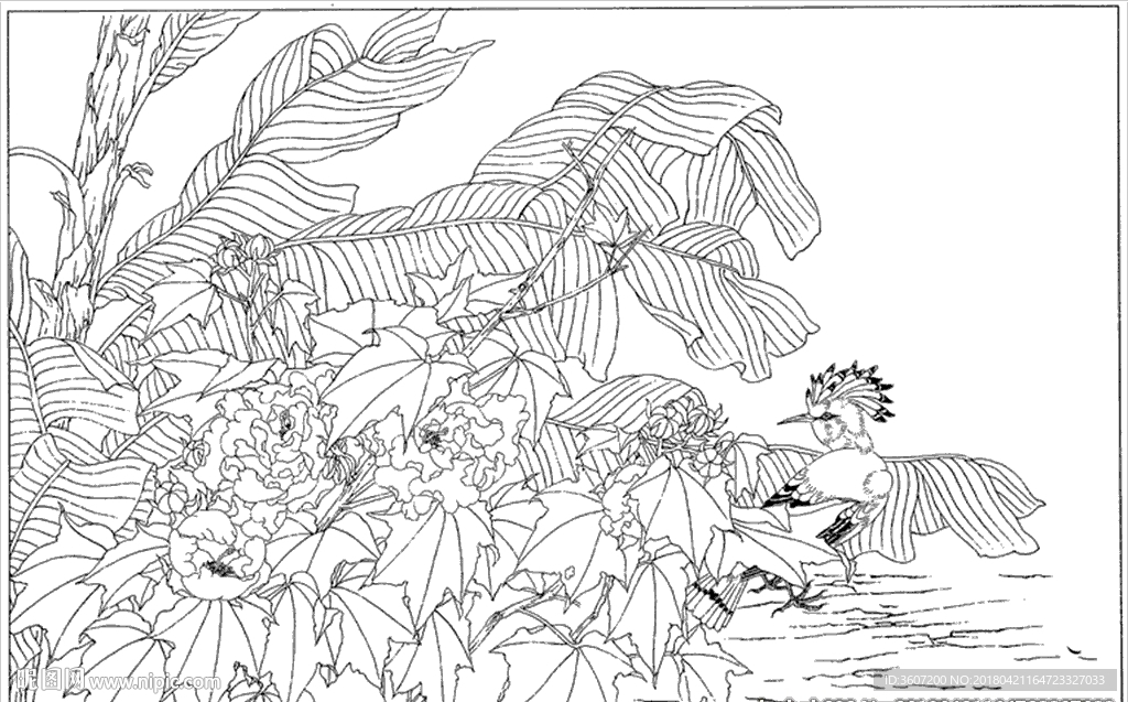 芙蓉花线描 芙蓉花白描 芙蓉花