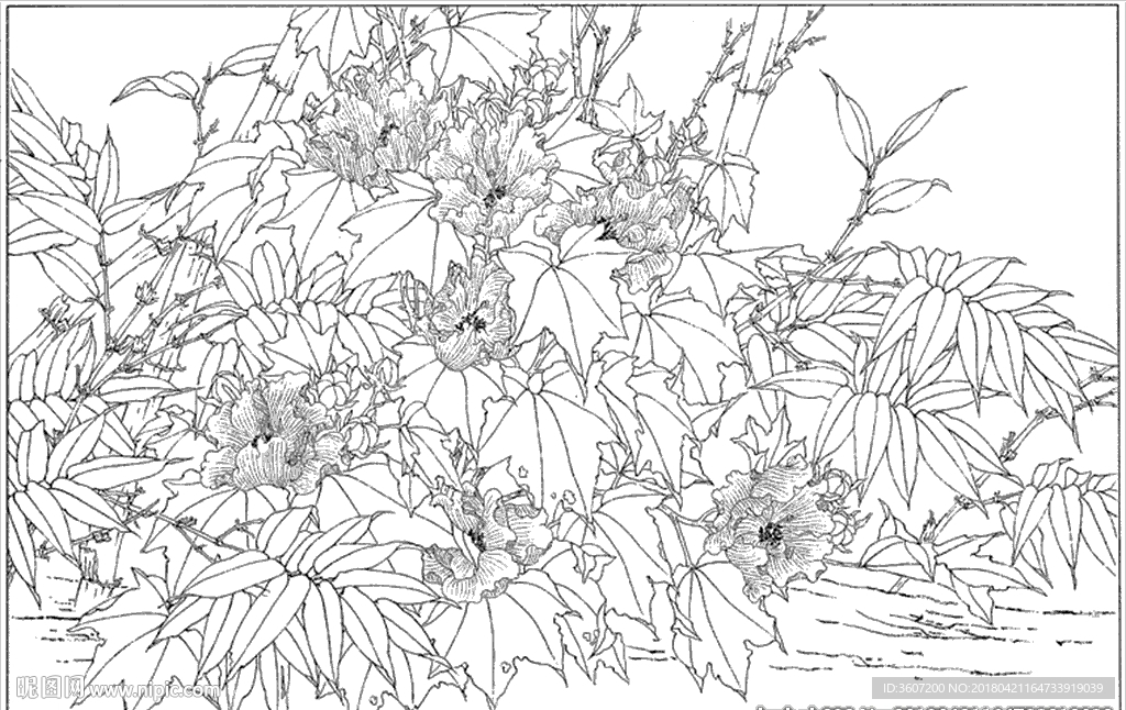 芙蓉花线描 芙蓉花白描 芙蓉花