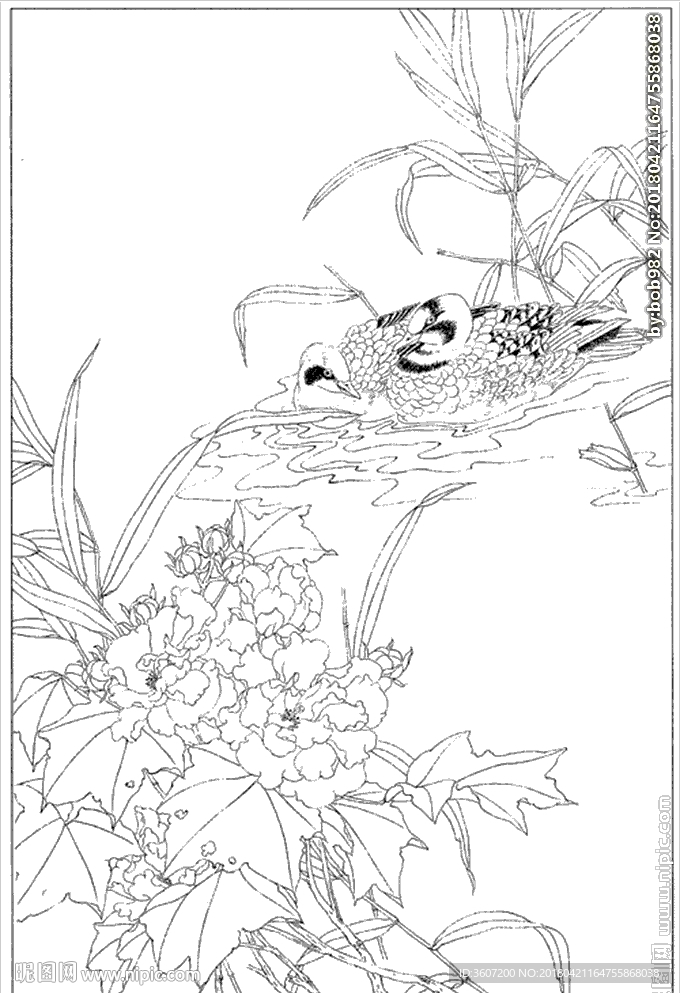 芙蓉花线描 芙蓉花白描 芙蓉花