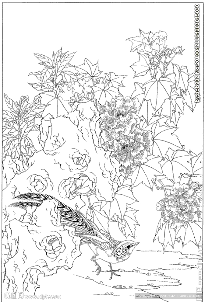 芙蓉花线描 芙蓉花白描 芙蓉花