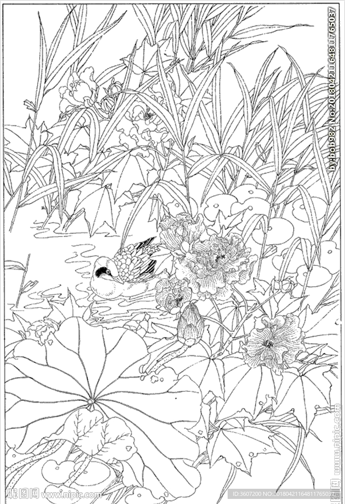 芙蓉花线描 芙蓉花白描 芙蓉花