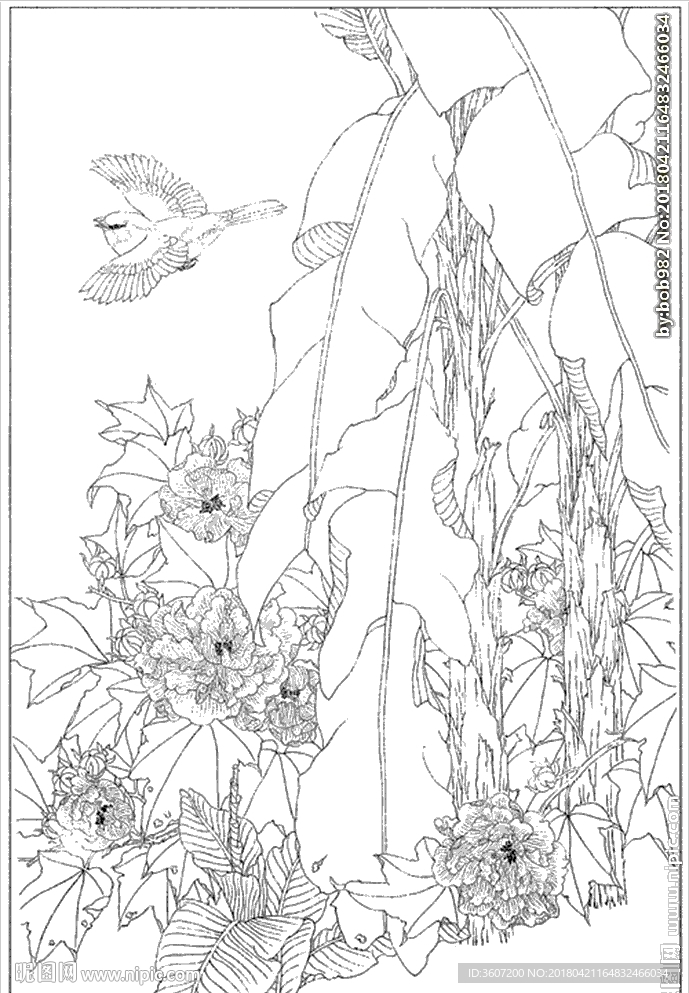 芙蓉花线描 芙蓉花白描 芙蓉花