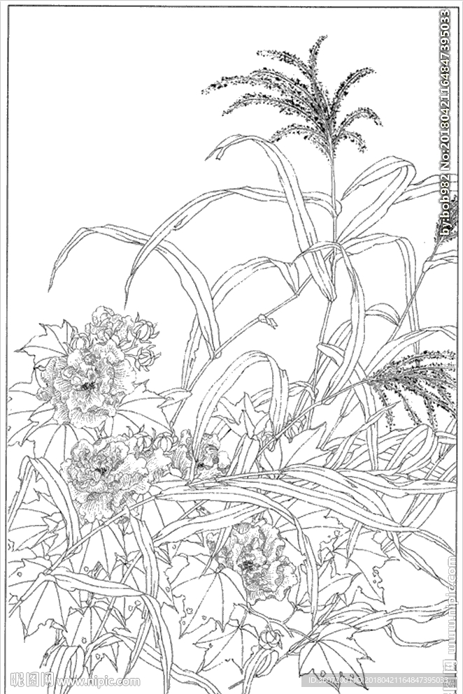芙蓉花线描 芙蓉花白描 芙蓉花