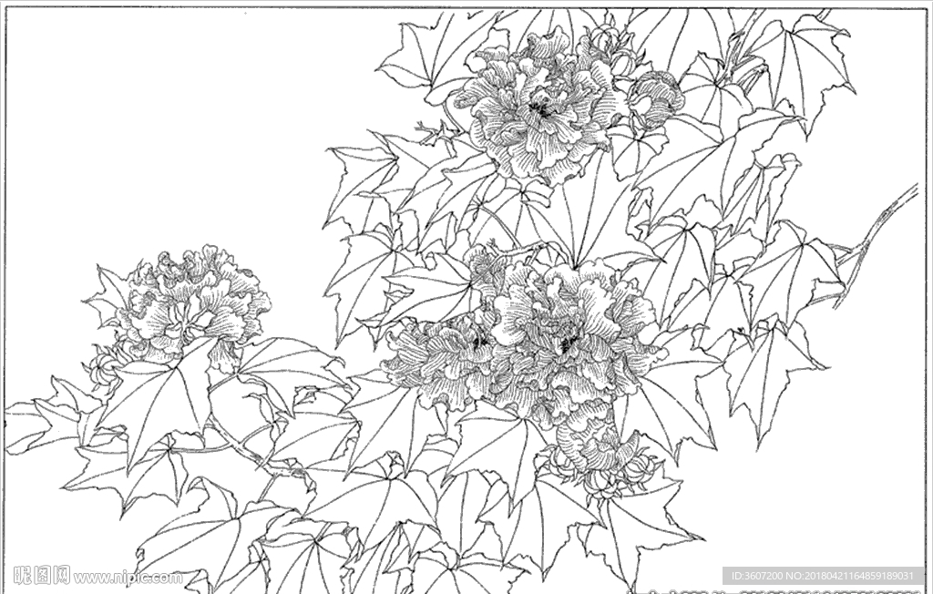 芙蓉花线描 芙蓉花白描 芙蓉花