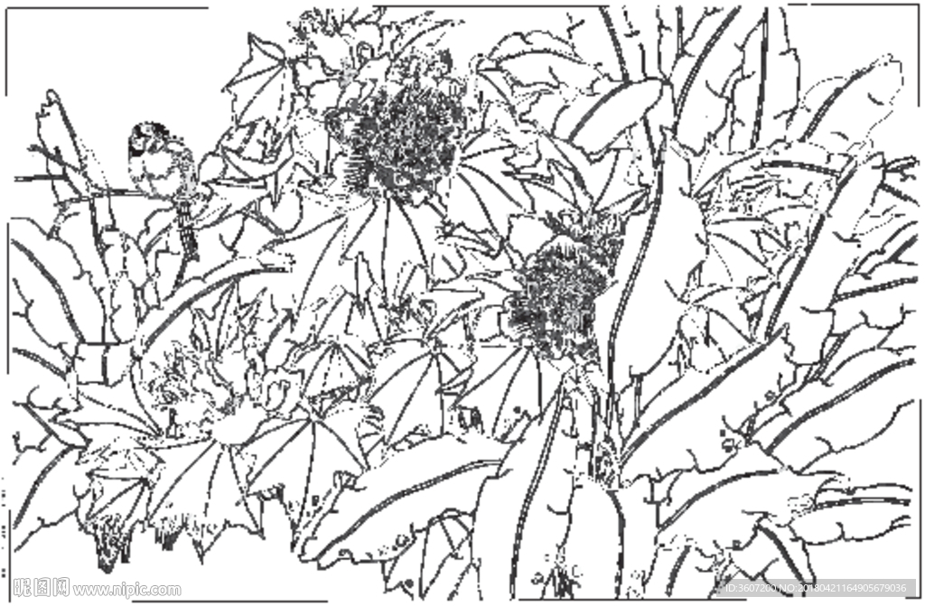 芙蓉花线描 芙蓉花白描 芙蓉花