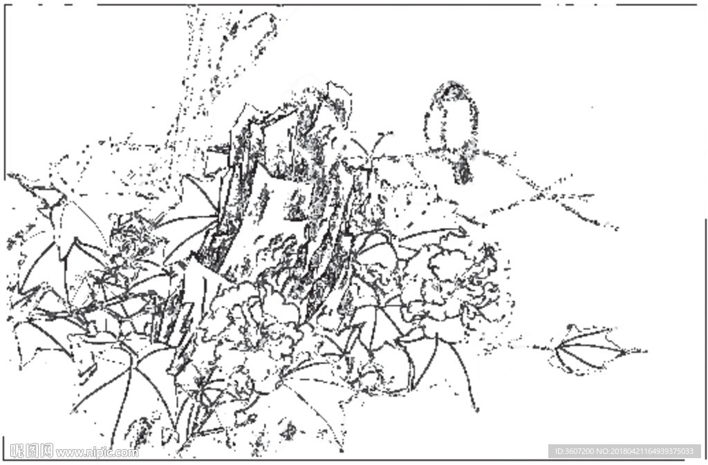 芙蓉花线描 芙蓉花白描 芙蓉花