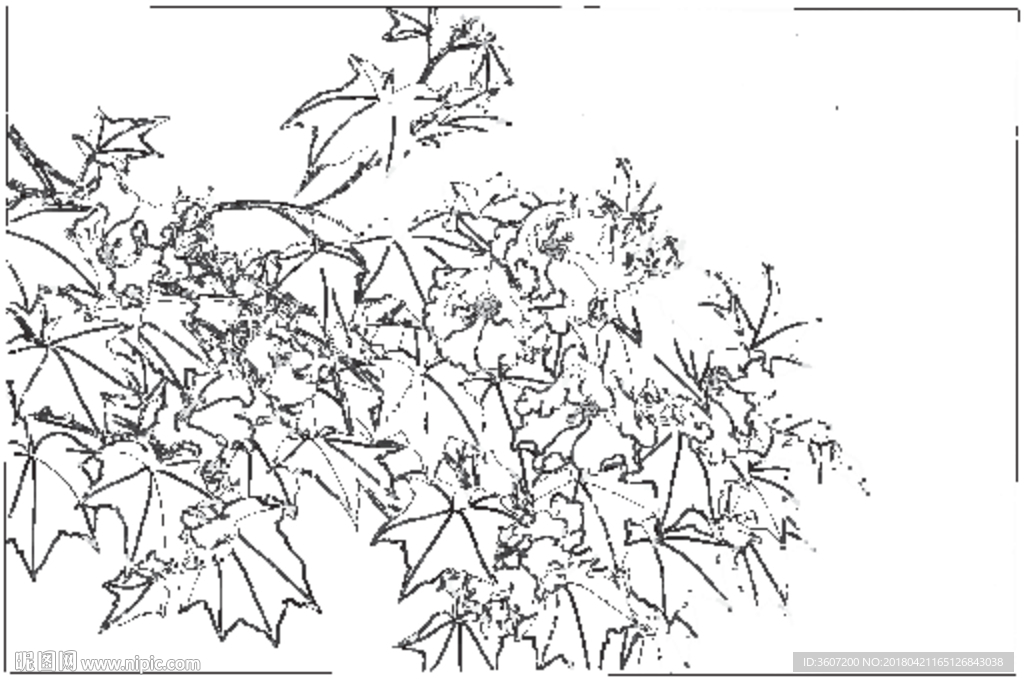芙蓉花线描 芙蓉花白描 芙蓉花
