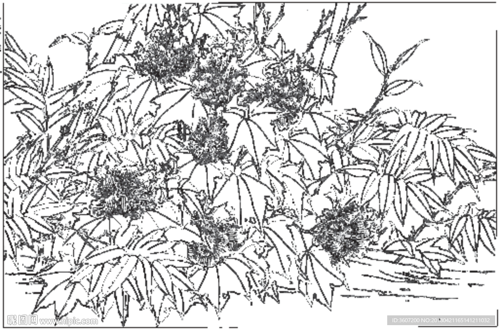 芙蓉花线描 芙蓉花白描 芙蓉花
