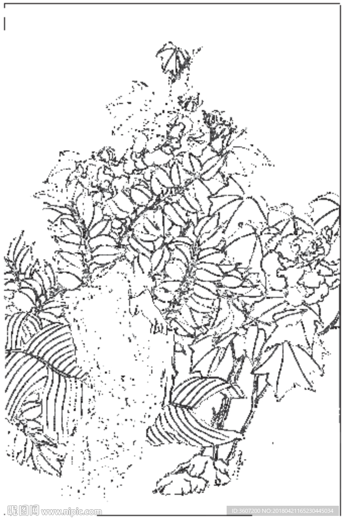 芙蓉花线描 芙蓉花白描 芙蓉花