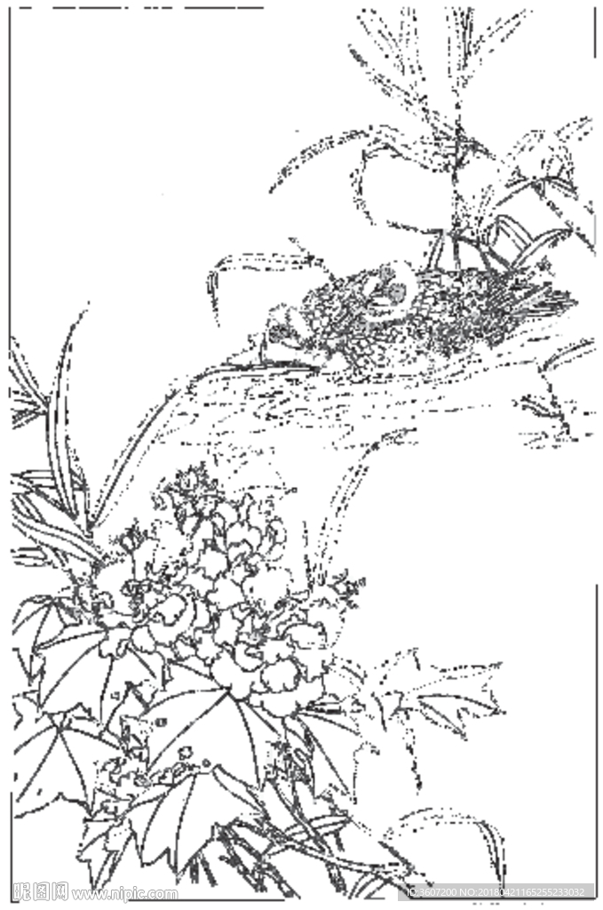 芙蓉花线描 芙蓉花白描 芙蓉花