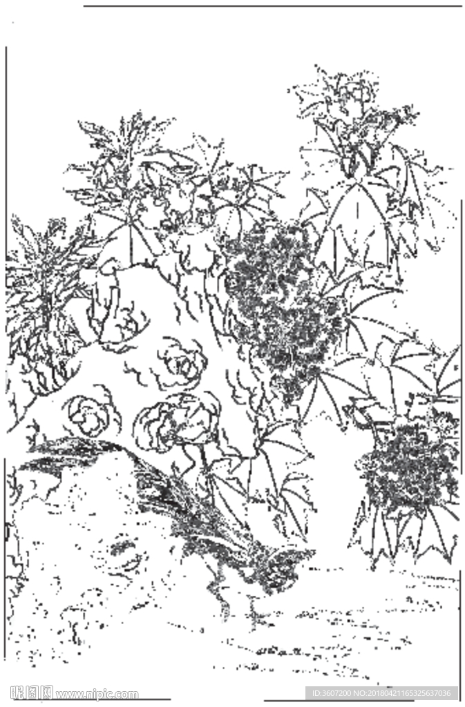 芙蓉花线描 芙蓉花白描 芙蓉花