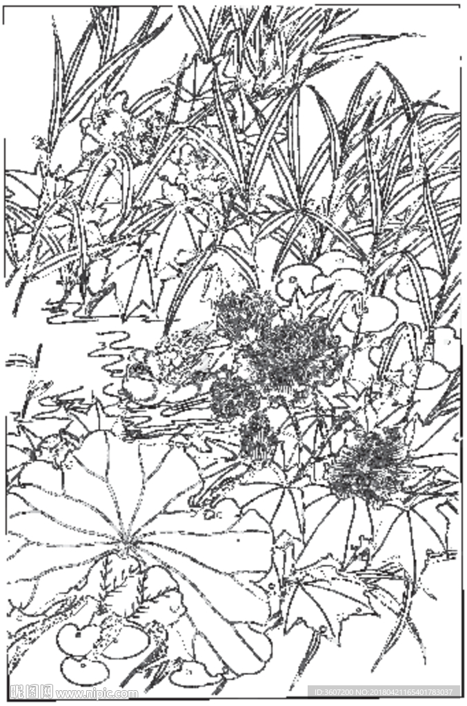 芙蓉花线描 芙蓉花白描 芙蓉花