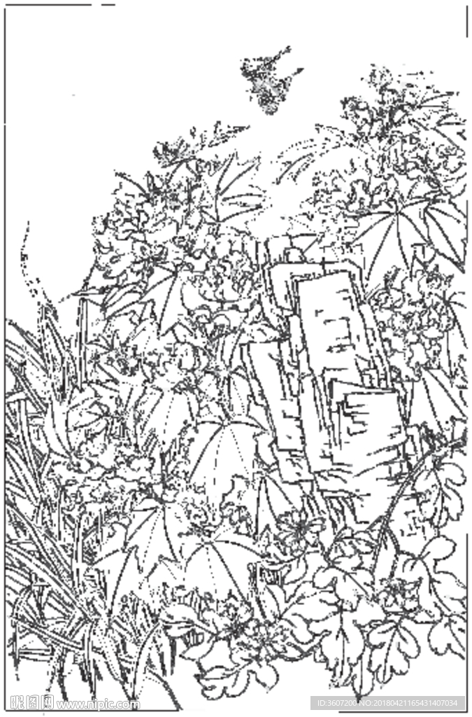 芙蓉花线描 芙蓉花白描 芙蓉花