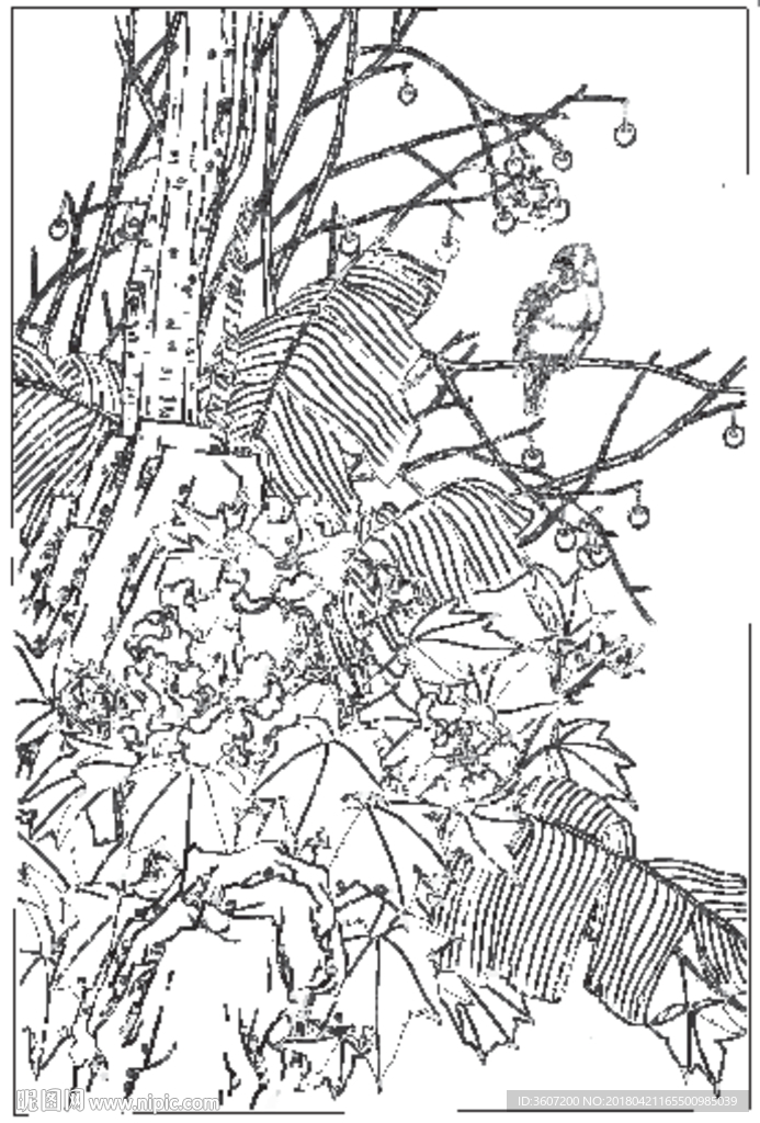 芙蓉花线描 芙蓉花白描 芙蓉花