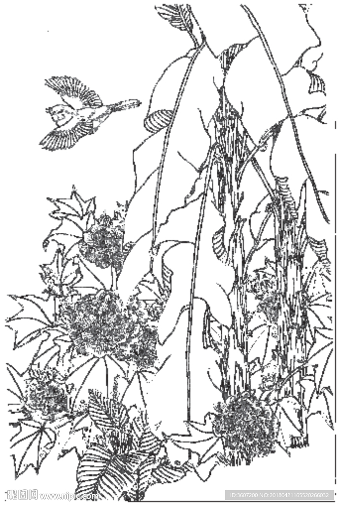 芙蓉花线描 芙蓉花白描 芙蓉花