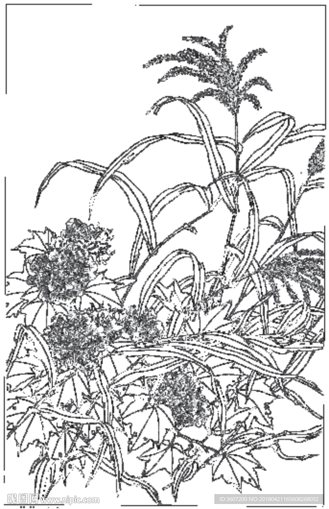 芙蓉花线描 芙蓉花白描 芙蓉花