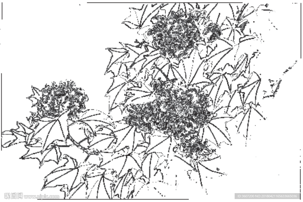 芙蓉花线描 芙蓉花白描 芙蓉花