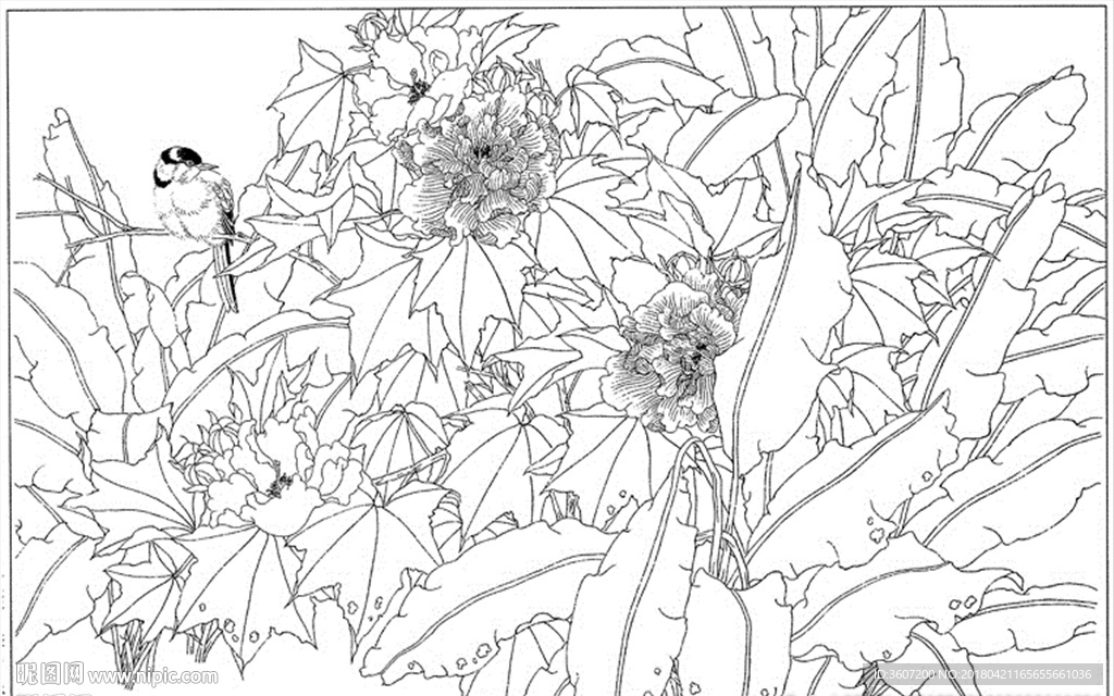 芙蓉花线描 芙蓉花白描 芙蓉花