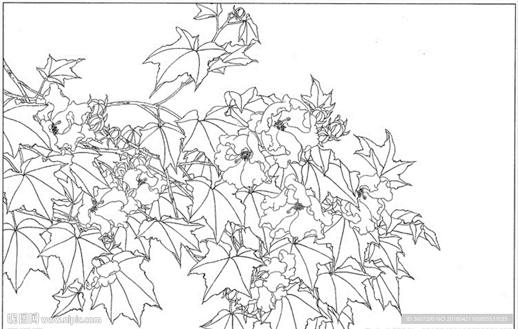 芙蓉花线描 芙蓉花白描 芙蓉花